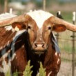 longhorn150x220